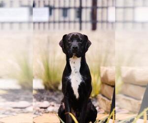Mercury- $75 Adoption Fee! Diamond Dog! - Male Labrador Retriever-Unknown Mix Dog for Adoption - Photo #8