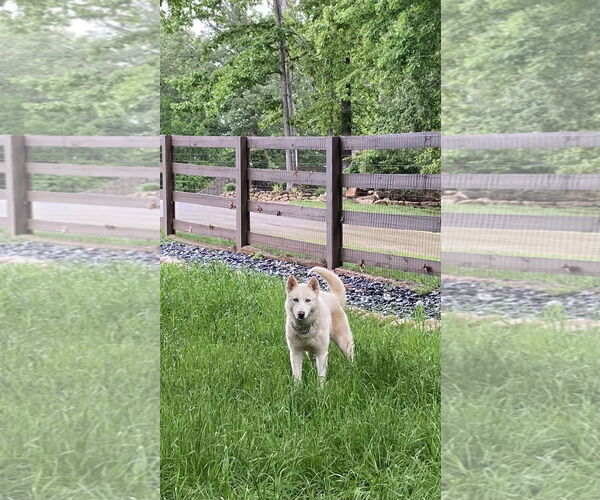 Medium Photo #3 Siberian Husky Puppy For Sale in Cumming, GA, USA