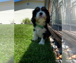 Puppy 5 Cavalier King Charles Spaniel
