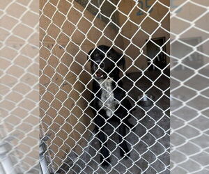 Labrador Retriever-Unknown Mix Dogs for adoption in Las Vegas, NM, USA