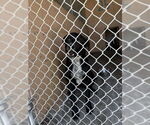 Small Labrador Retriever Mix