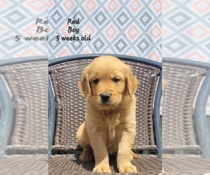 Golden Retriever Puppy for sale in COULEE CITY, WA, USA