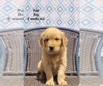 Image preview for Ad Listing. Nickname: Red Boy