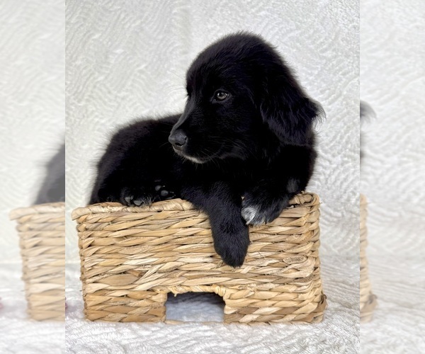 Medium Photo #5 Golden Shepherd Puppy For Sale in GREENFIELD, IN, USA