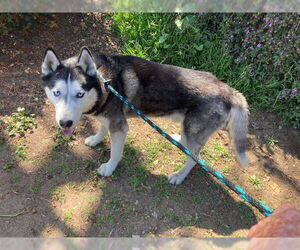 - Mix Dogs for adoption in Santa Barbara, CA, USA