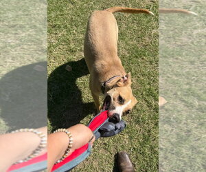 Banshee - Female Mutt Dog for Adoption - Photo #2