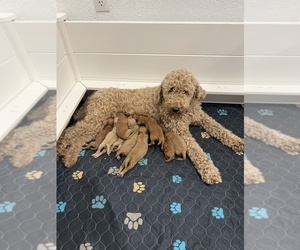 Mother of the Goldendoodle mix (+ Poodle Miniature) puppies born on 03/04/2026