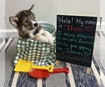 Small #12 Pomsky-Shiba Inu Mix