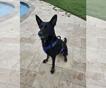 Small German Shepherd Dog