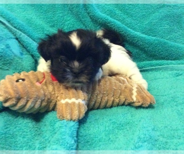 Medium Photo #5 Shih Tzu Puppy For Sale in BURLINGTON, KY, USA