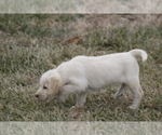 Small Photo #5 Labradoodle Puppy For Sale in MEMPHIS, MO, USA