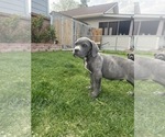 Puppy Puppy 5 Cane Corso