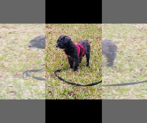 Shiffon Puppy for sale in HOUSTON, TX, USA