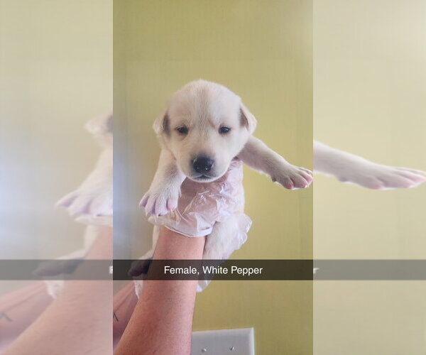 Medium Photo #3 Labsky Puppy For Sale in Evansville, IN, USA