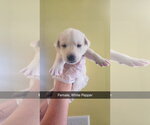 Small #2 Labsky