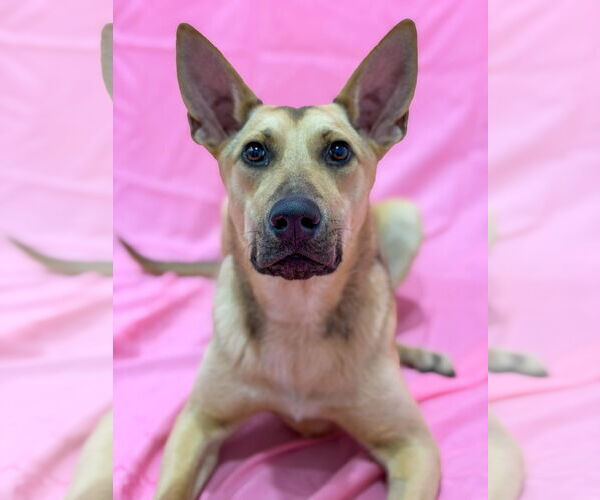 Medium Photo #3 Mutt Puppy For Sale in Sandy, UT, USA