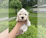 Small Photo #7 Cockapoo (Miniature) Puppy For Sale in BUCKLEY, WA, USA