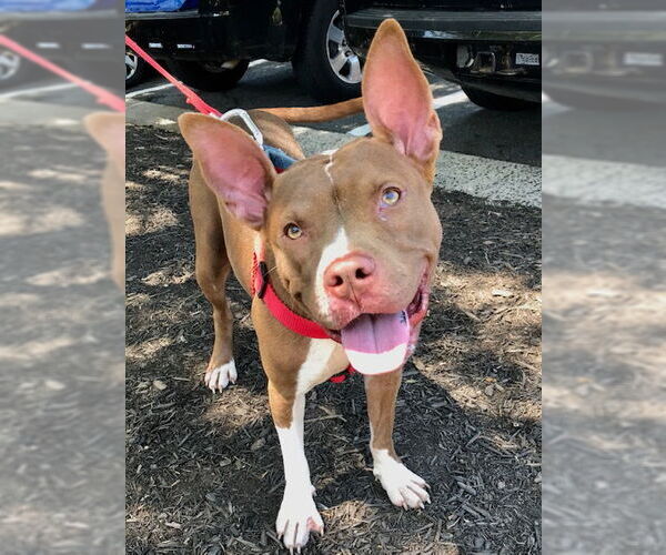 Medium Photo #3 American Staffordshire Terrier Puppy For Sale in Westminster, MD, USA