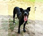 Small #1 Mutt