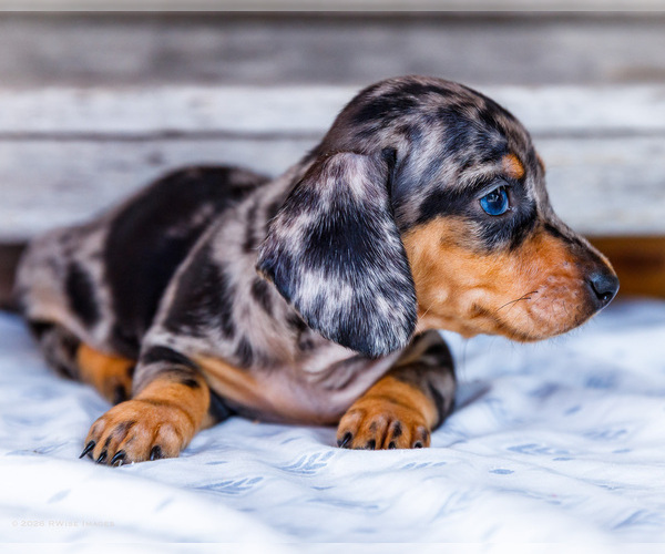 Medium Photo #17 Dachshund Puppy For Sale in WAKARUSA, IN, USA