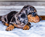 Small #3 Dachshund