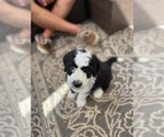 Small Photo #9 Sheepadoodle Puppy For Sale in BUFORD, GA, USA