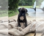 Small Boxer