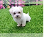 Small #1 Maltese