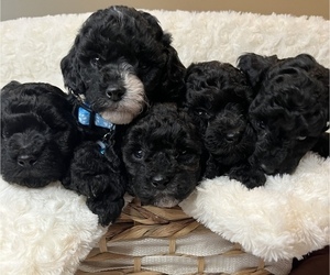 Poodle (Miniature) Puppy for sale in AUGUSTA, GA, USA