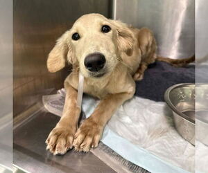 Golden Labrador Dogs for adoption in Lakewood, CO, USA
