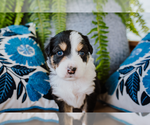 Small Photo #5 Australian Shepherd Puppy For Sale in NEW MADISON, OH, USA