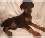 Small Doberman Pinscher