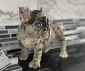 French Bulldog Puppy for sale in RANCHITA, CA, USA