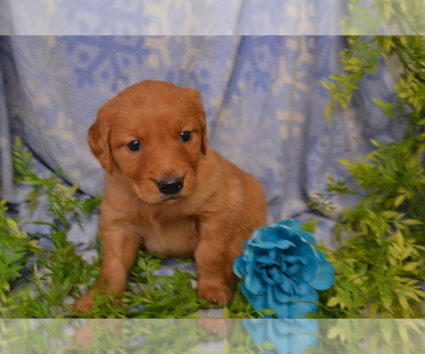 Medium Photo #1 Golden Retriever Puppy For Sale in GREENWOOD, WI, USA