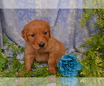 Puppy Ajax Golden Retriever