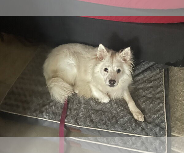 Medium Photo #1 American Eskimo Dog Puppy For Sale in Pikesville, MD, USA