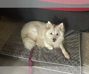 American Eskimo Dog Dogs for adoption in Pikesville, MD, USA