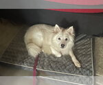 Small American Eskimo Dog