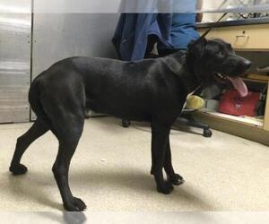 American Pit Bull Terrier-Unknown Mix Dogs for adoption in Riverside, CA, USA