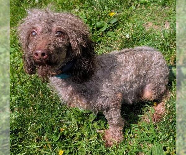 Medium Photo #1 Poodle (Toy) Puppy For Sale in Akron, OH, USA