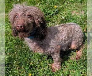 Poodle (Toy) Dogs for adoption in Akron, OH, USA