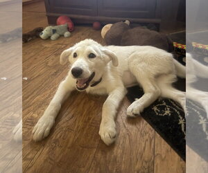 Great Pyrenees Dogs for adoption in Dallas, TX, USA