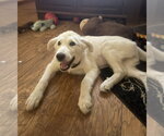 Small Great Pyrenees
