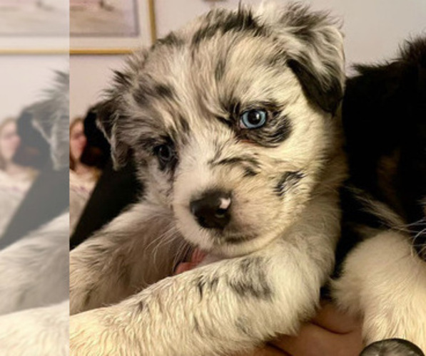 Medium Photo #1 Australian Shepherd Puppy For Sale in MCDONOUGH, GA, USA