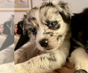 Australian Shepherd Puppy for sale in MCDONOUGH, GA, USA