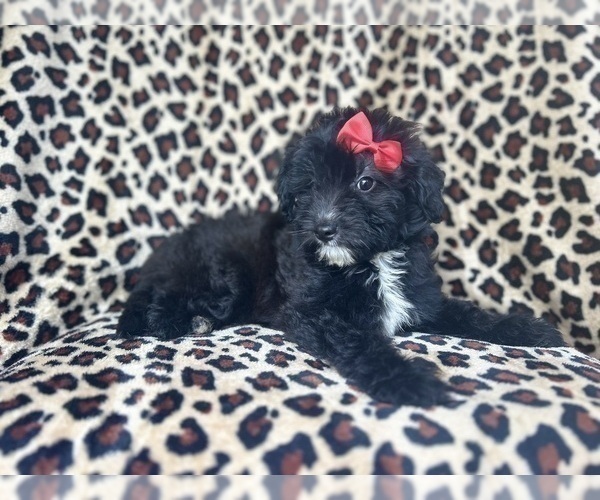 Medium Photo #7 Aussiedoodle Miniature  Puppy For Sale in LAKELAND, FL, USA