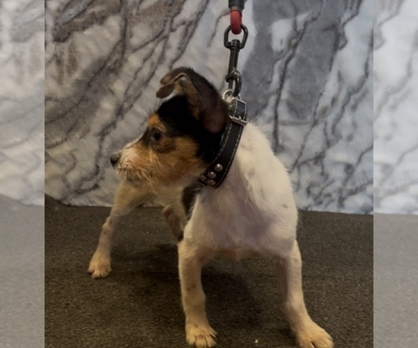 Medium Photo #3 Jack Chi Puppy For Sale in MOUNT CARMEL, PA, USA