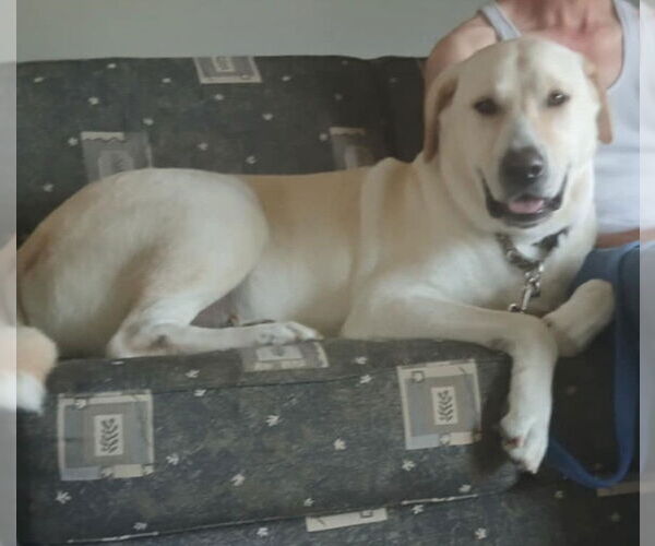 Medium Photo #6 Great Pyrenees-Unknown Mix Puppy For Sale in Houston, TX, USA