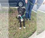 Small #2 Mutt