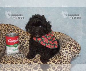 Poodle (Toy) Puppy for sale in SANGER, TX, USA